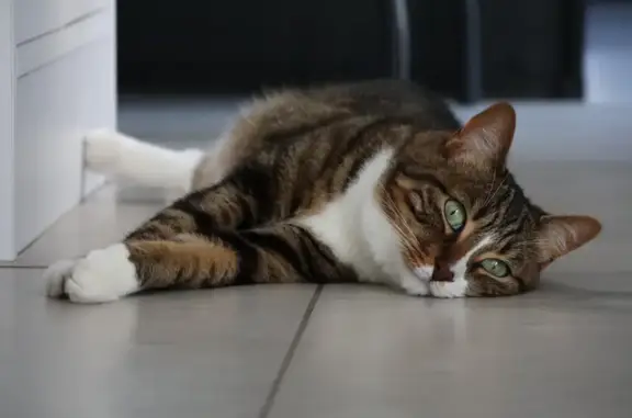 Chat perdu, Saint-Genis-Laval, photo: Chat perdu : Kyoubi, tricolore, 4,5 kg