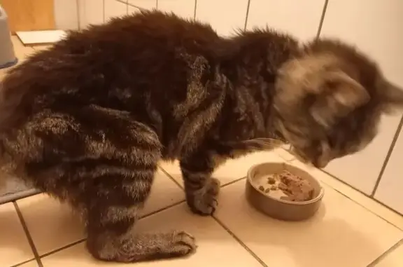 Animaux trouvés Courcelles-Chaussy, photo: Chat tigré trouvé, blessé Allée des Violettes