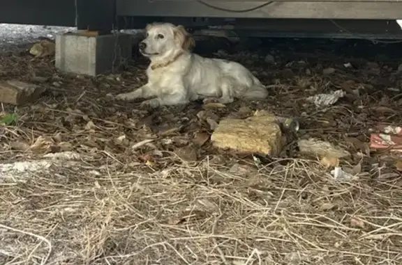 Chien blanc tacheté retrouvé à La Ciotat - photo