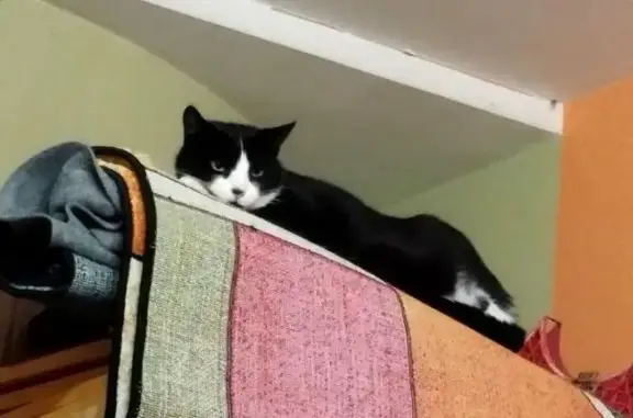 Animaux perdus Reims, photo: Chat perdue à Reims, noire et blanche
