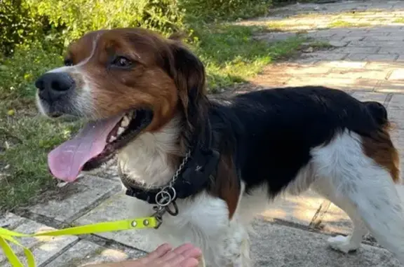 Chien trouvé Vaux-sur-Seine, photo: Chien trouvé avec collier argenté à Vaux-sur-Seine