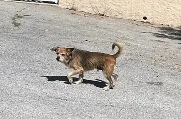 Chien errant à Cabestany, rue dangereuse - photo