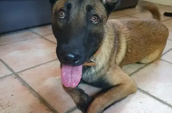 Chien trouvé , photo: Jeune malinois mâle trouvé à Crolles