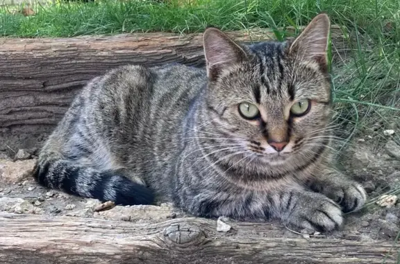 Animaux perdus Yerres, photo: Clochette disparue, Yerres, Avenue Pasteur