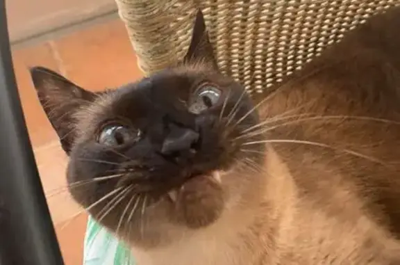 Se busca: Gata siamesa oscura en Santa Pola