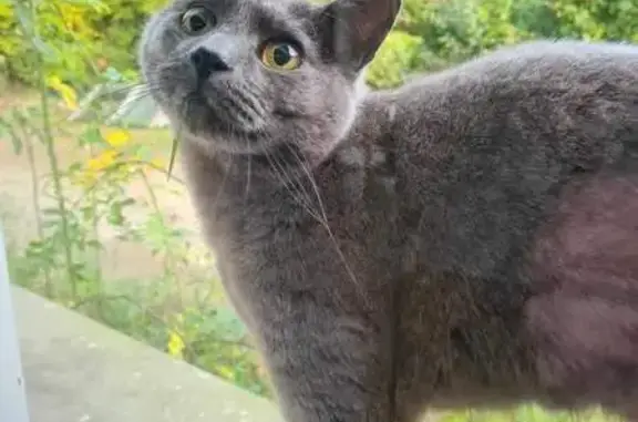 Chat gris perdu à Saint-Divy - photo
