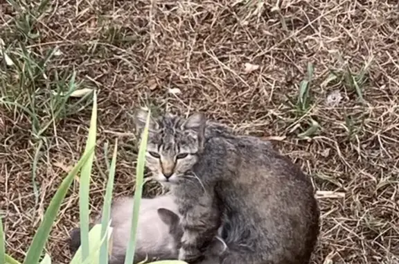 Chat trouvé Pélussin, photo: Chat tigrée et 3 chatons trouvés à Pélussin