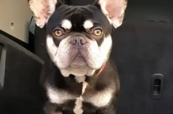 Perros perdidos, Reynosa, foto: Bulldog Francés Perdido en Reynosa