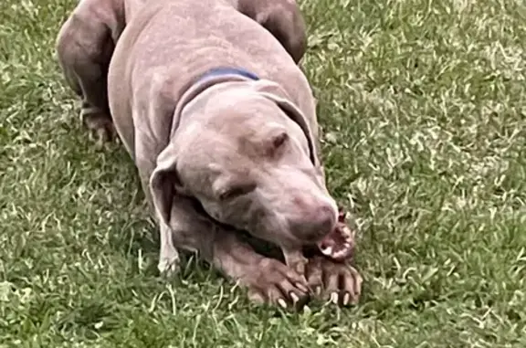 Chien gris athlétique perdu à Caen - photo