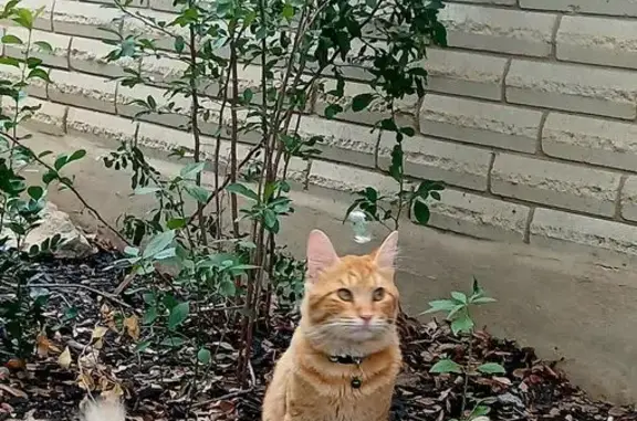 Lost Cat: Blue Collar on Rue Francois