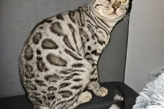 Animaux perdus Cenon, photo: Chatte perdue, craintive à Cenon