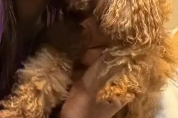 Lost Brown Toy Poodle on Sennett Ave