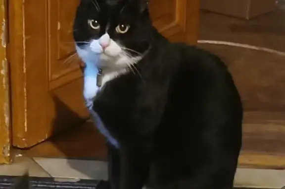 Animaux perdus , photo: Chat perdu : Zizou, mâle castré, Lithaire