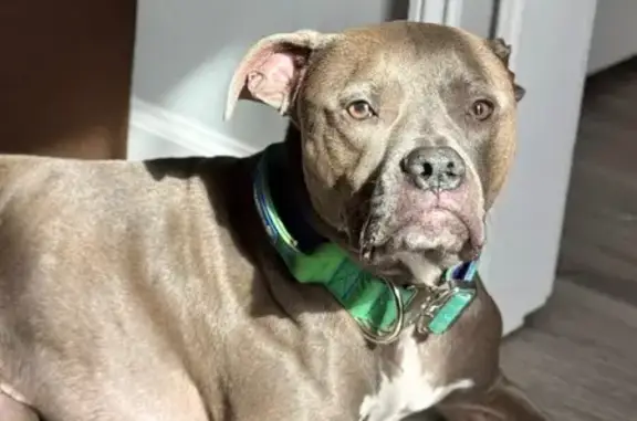 Lost Pitbull: Gray/White, Blue Collar