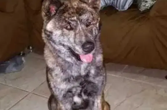 cachorro desaparecida