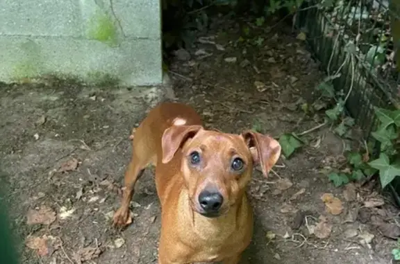Chien roux trouvé à Saint-Hilaire-S.-Mesmin - photo