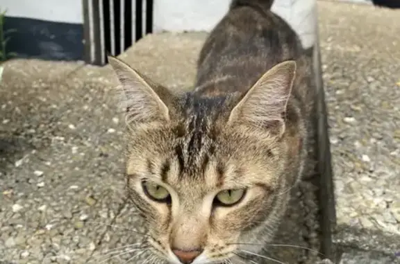 Chat tigré trouvé à Étaples - photo