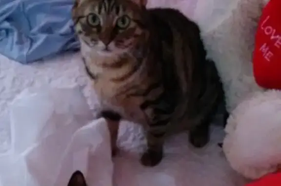 Gatos perdidos, , foto: ¡Gata Perdida en Campillo del Moro!