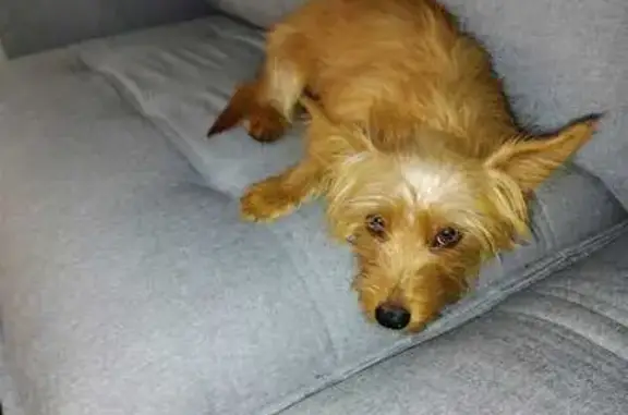 cachorro desaparecida