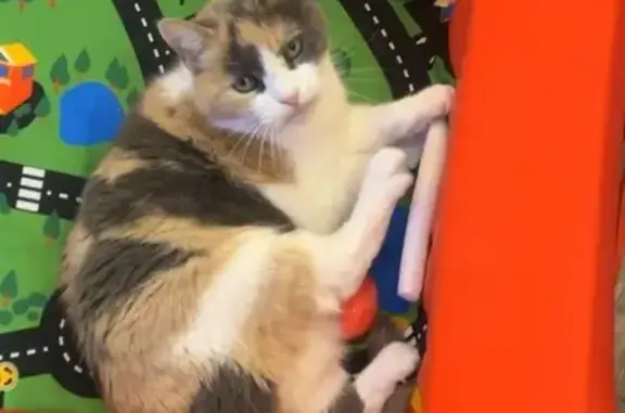 Lost Calico Cat: Green Eyes, Bensalem