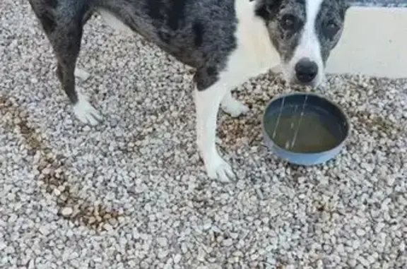 Animaux trouvés , photo: Chien trouvé Rue de l'École Militaire