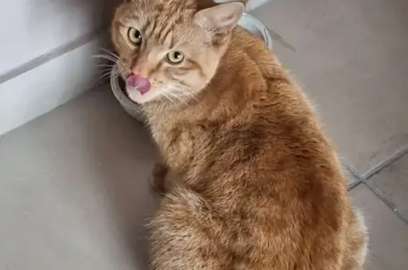 Missing cat Germiston, photo: Lost Cat on Yew Ave, Germiston