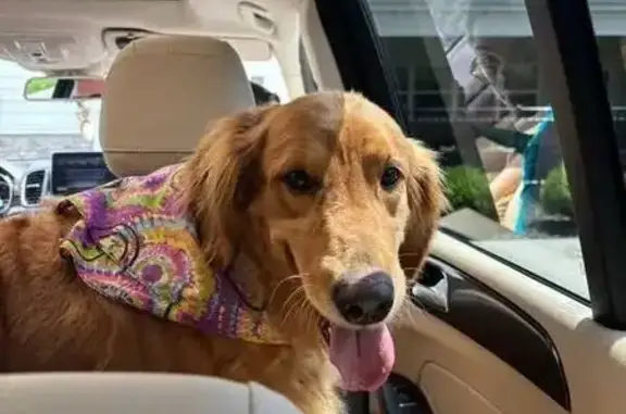 Lost Dog Chloe: Friendly, New to Area!