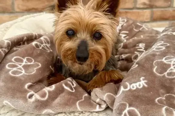 Lost 14-Year-Old Yorkie in Mt. Pleasant