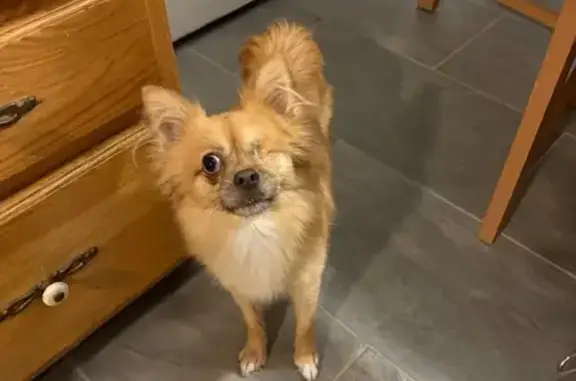 Found pets , photo: Found: One-Eyed Pomeranian Mix in Braintree