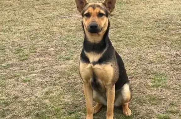 Help Us Find Sheila: Lost German Shepherd Mix