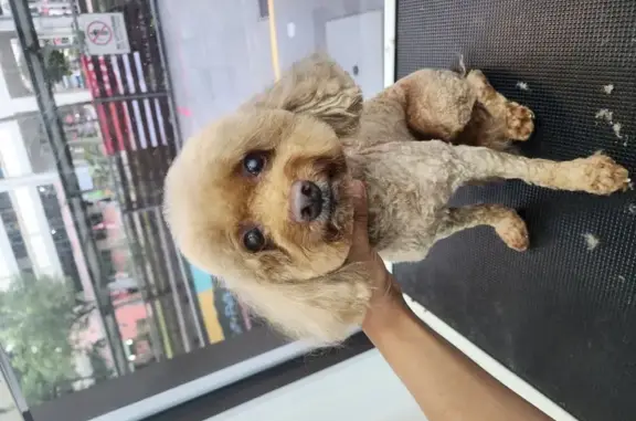 Lost Dog in Diaper: Pasir Ris 21, SG