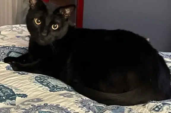 Missing cat Sherwood, photo: Lost: Older Black Cat on Bayside Drive