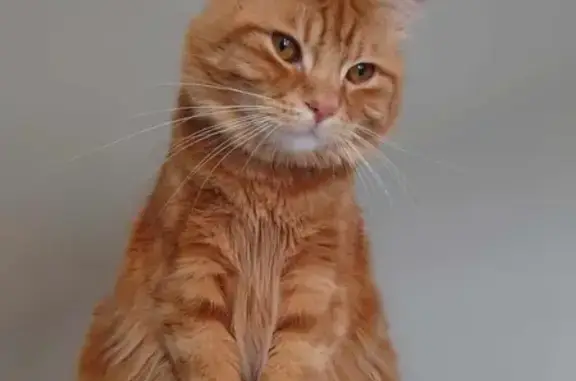 Lost Ginger Cat in Leckwith, Cardiff