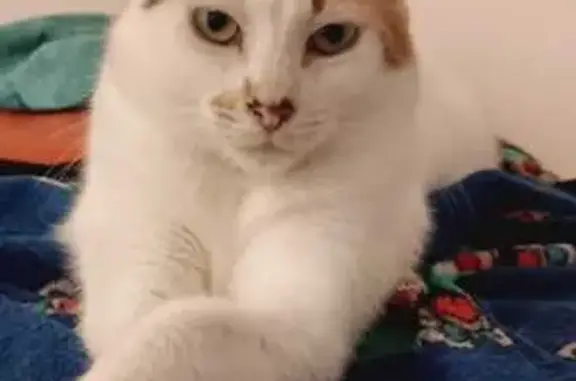Gato Perdido: Blanca y Marrón en El Puerto