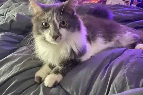 Lost Cat on Elfers Parkway, 3748