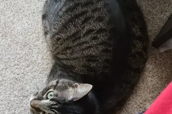 Lost Tabby: Friendly, Tiny Meow, Churchey