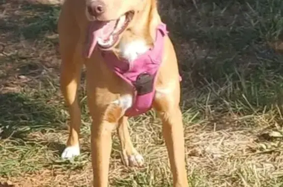 Chien marron trouvé Chemin des Rious - photo