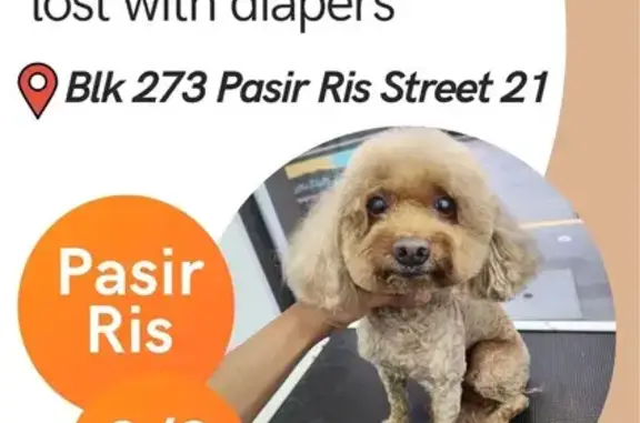 Lost dog, Singapore