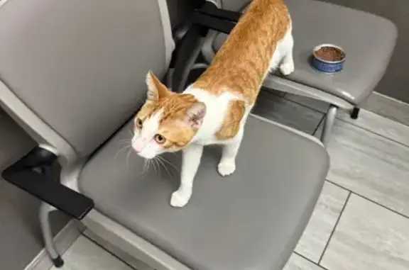 Found cat Chandler, photo: Friendly Orange & White Cat Found in Chandler