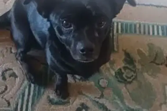 Lost 2-Year-Old Black Chiweenie in Stevensville