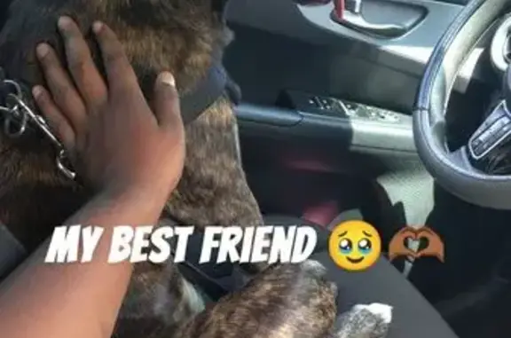 Missing dog Sanford, photo: Lost Brindle Dog: West 25th, Sanford