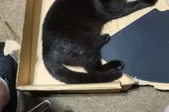Lost Black Cat: Spayed & Microchipped!