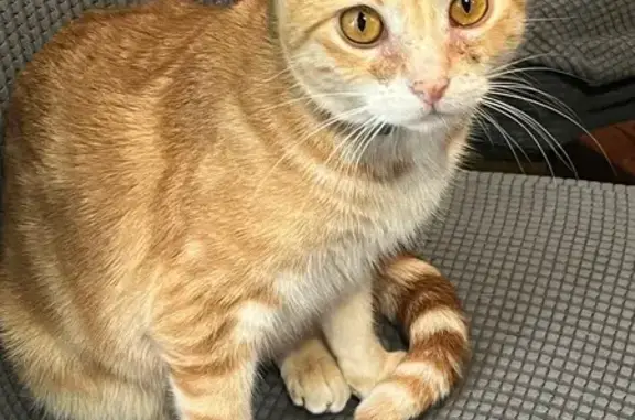Lost Orange Cat on 92nd Street