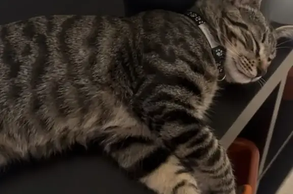 ¡Gato Negro Atigrado Perdido en Murcia!