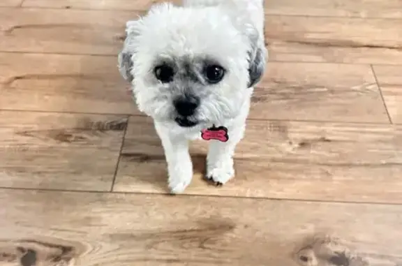 Lost Friendly Dog on Lambert Drive, Aurora