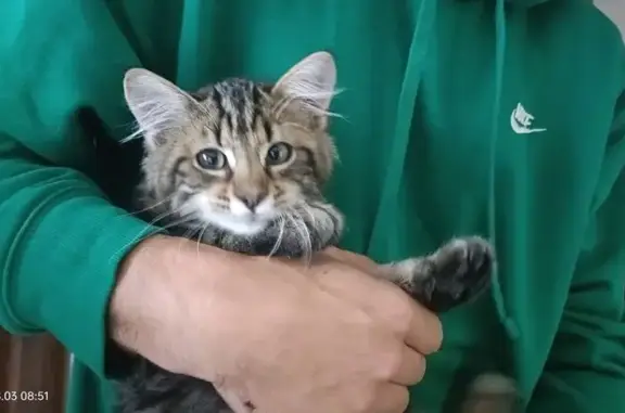 Animaux trouvés Blodelsheim, photo: Chaton tigré trouvé, très sociable, Blodelsheim