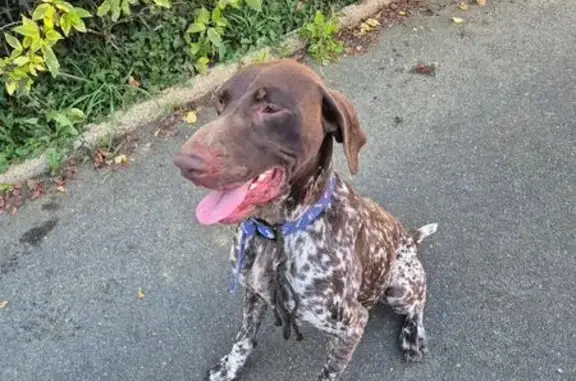Chien trouvé , photo: Braque Allemand trouvé à Saint-Guignan