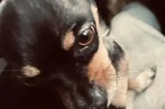 Lost Black-and-Tan Chihuahua: $500 Reward!
