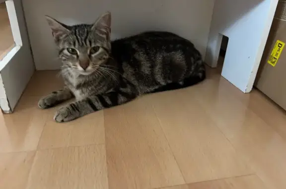 Animaux trouvés Beaumont-le-Roger, photo: Chatte et son bébé trouvés à Beaumont-le-Roger