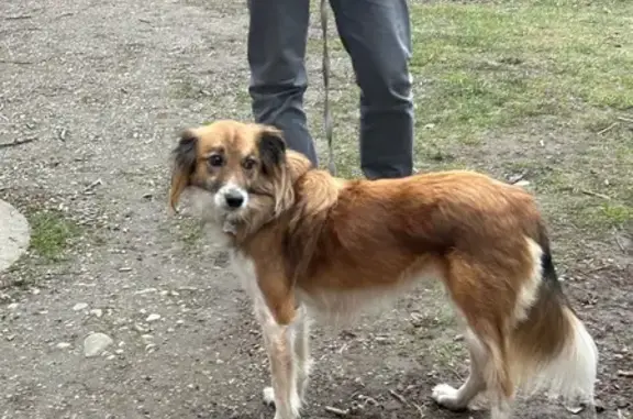 Chien perdue à Loguivy de la Mer - photo